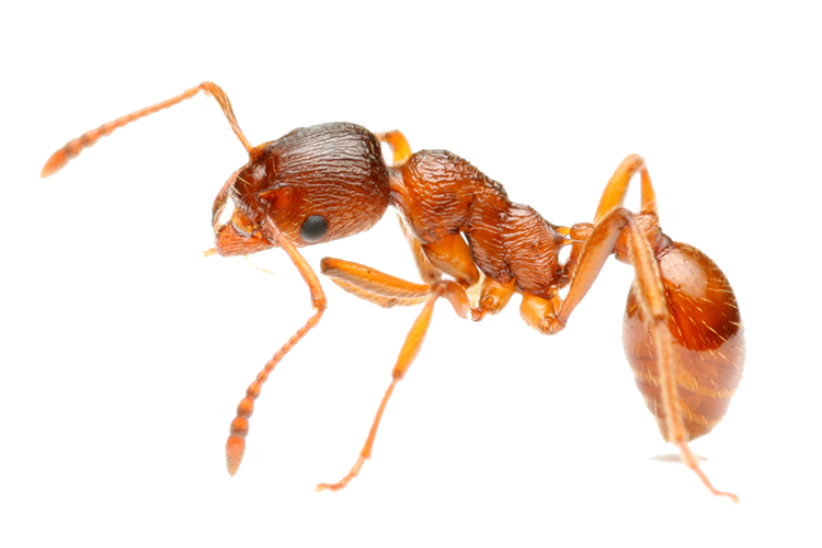 Ant Cartoon Clipart