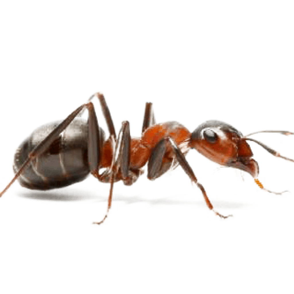 Ant Cartoon Clipart