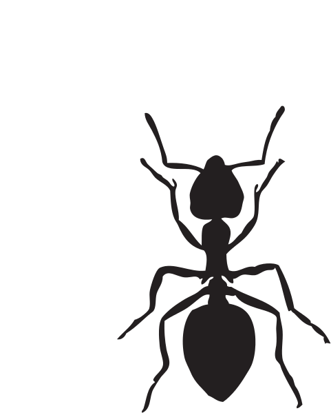 Ant Cartoon Clipart