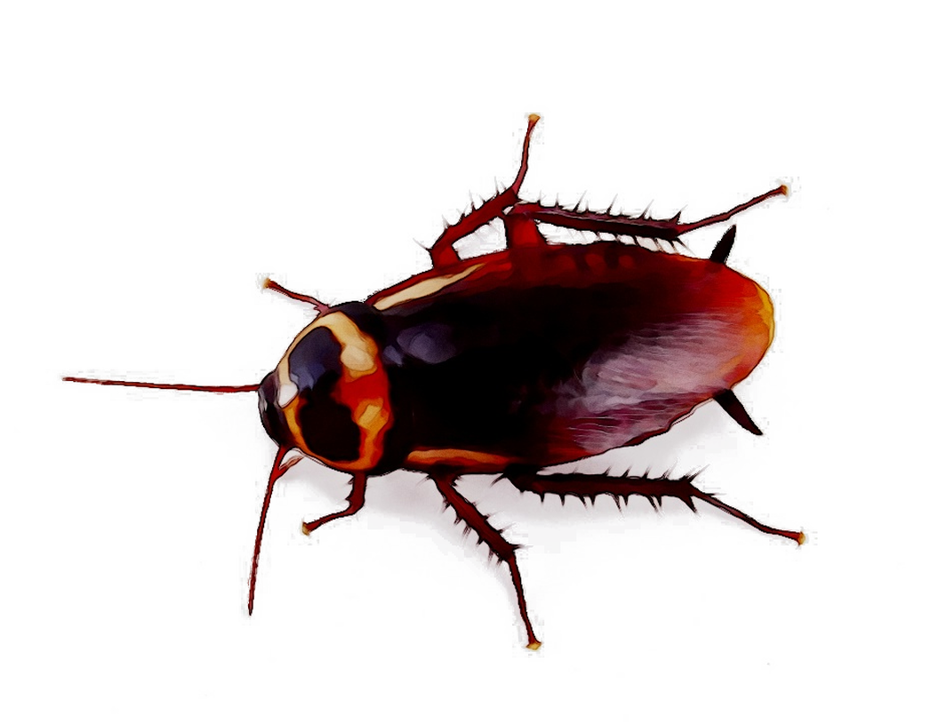 Ant Cartoon Clipart