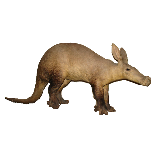 Animal Cartoon Clipart