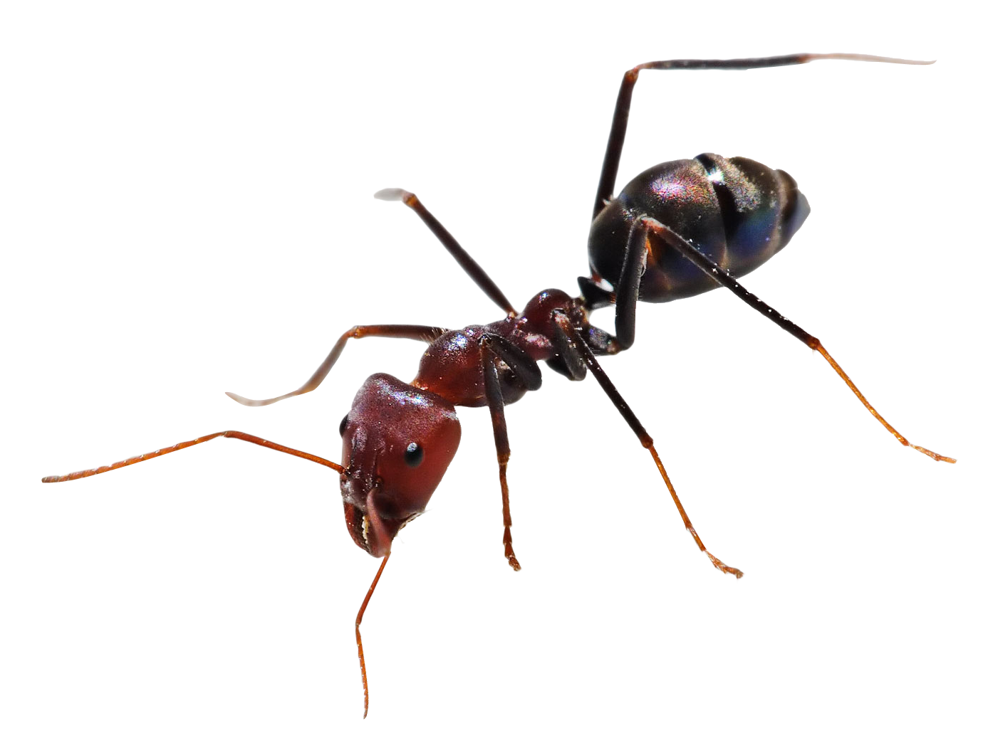 Ant Cartoon Clipart