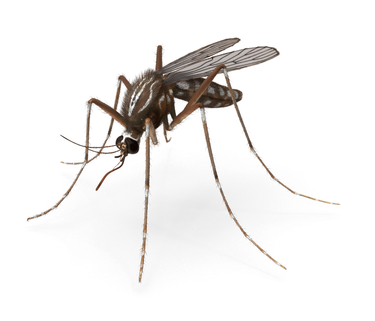 Ant Cartoon Clipart
