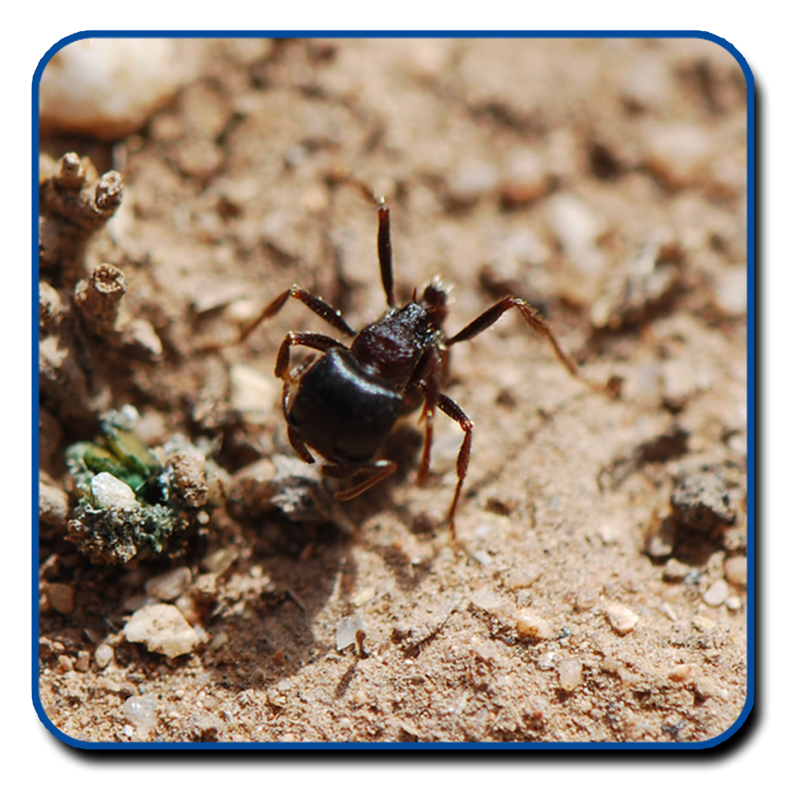Ant Cartoon Clipart