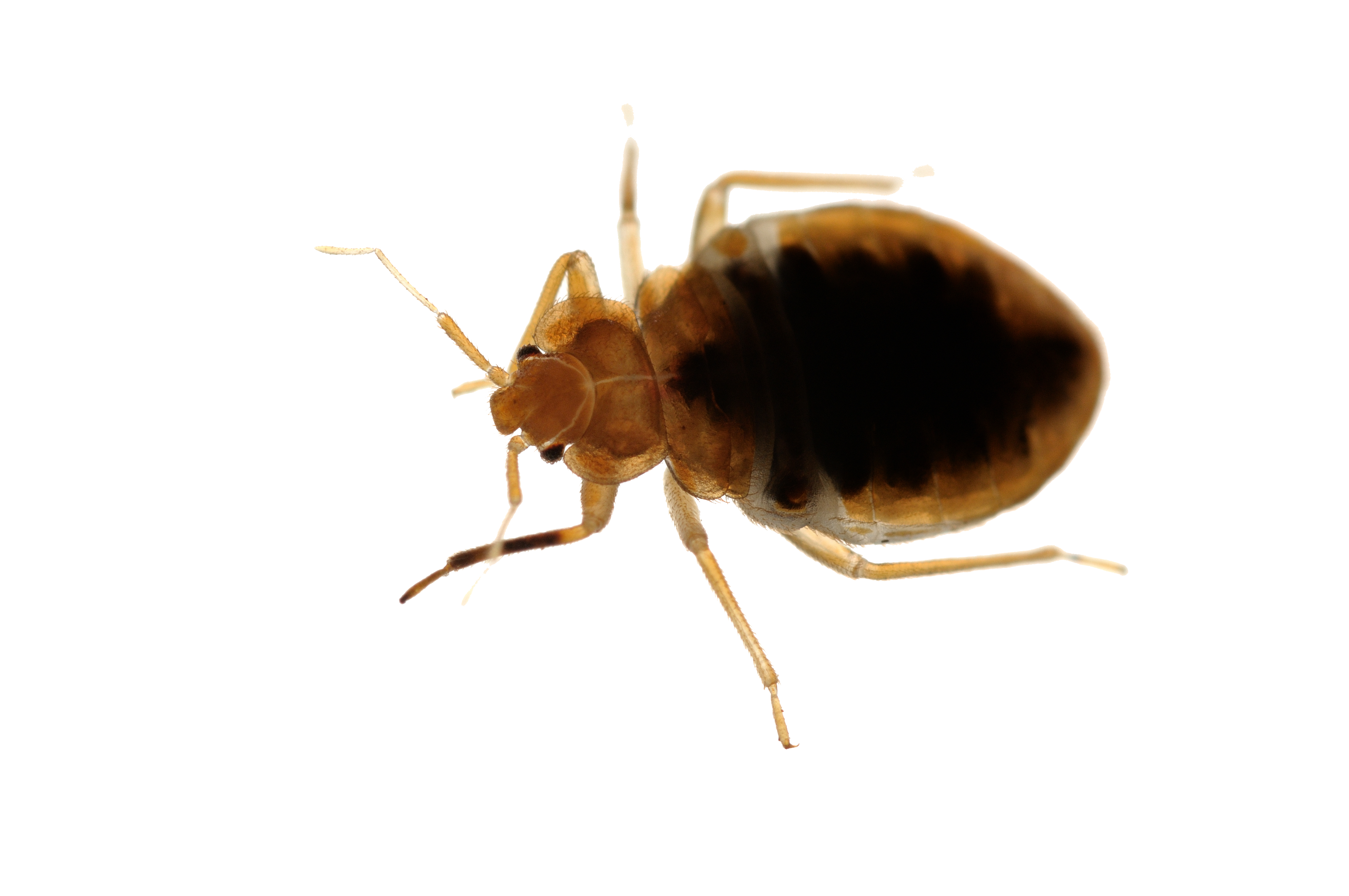Ant Cartoon Clipart