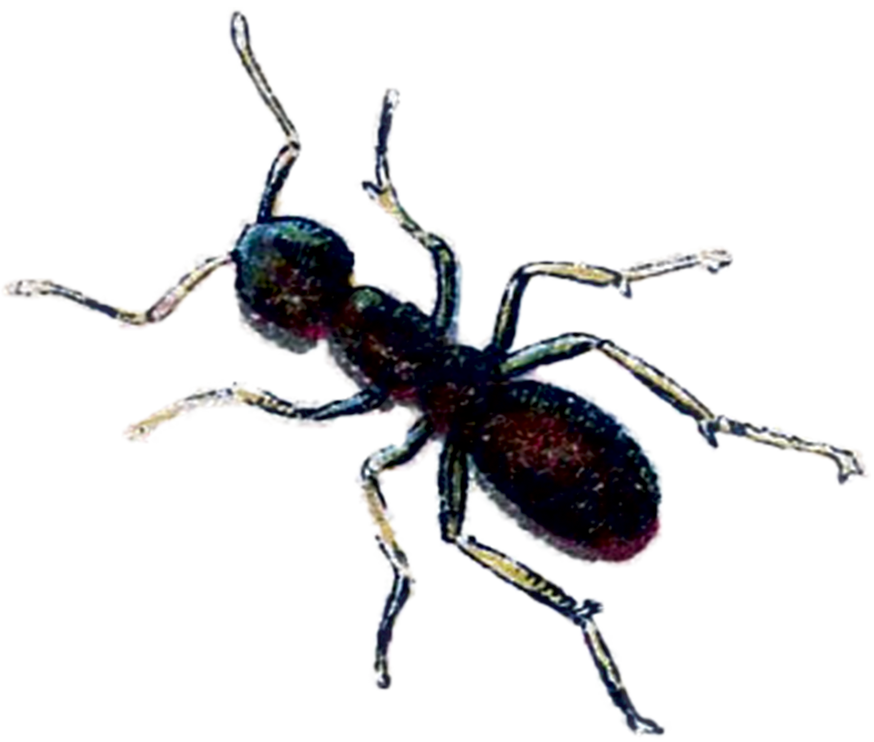 Ant Cartoon Clipart