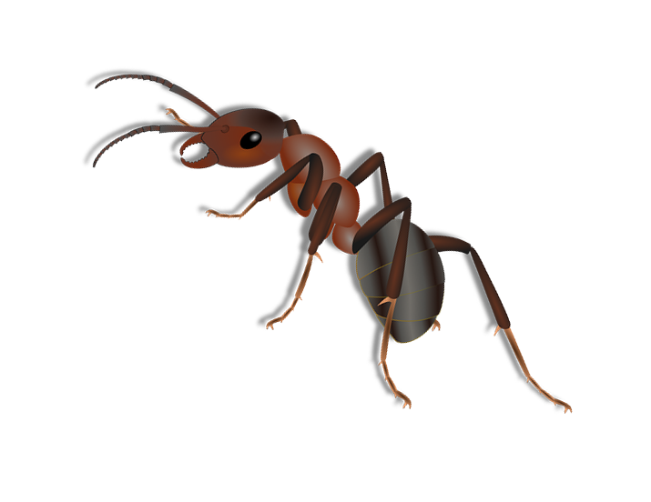 Ant Cartoon Clipart