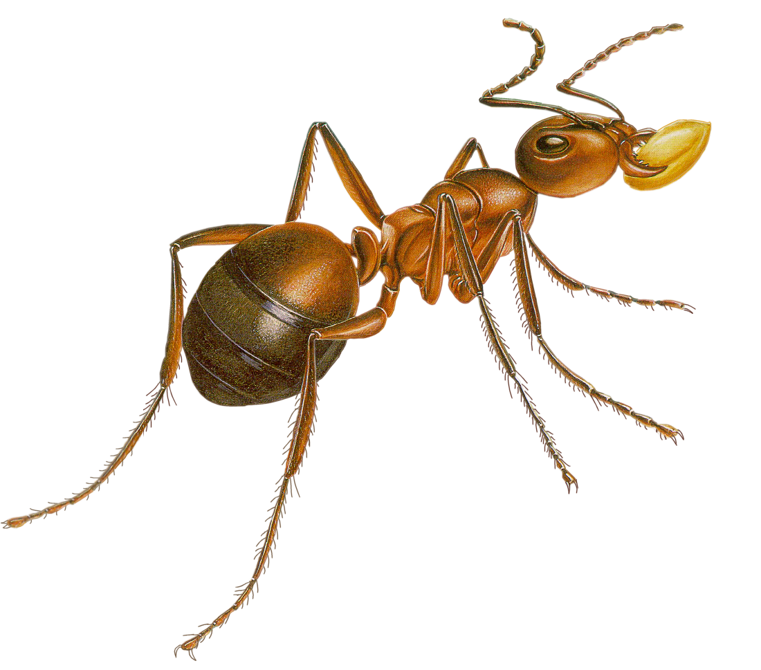 Ant Cartoon Clipart