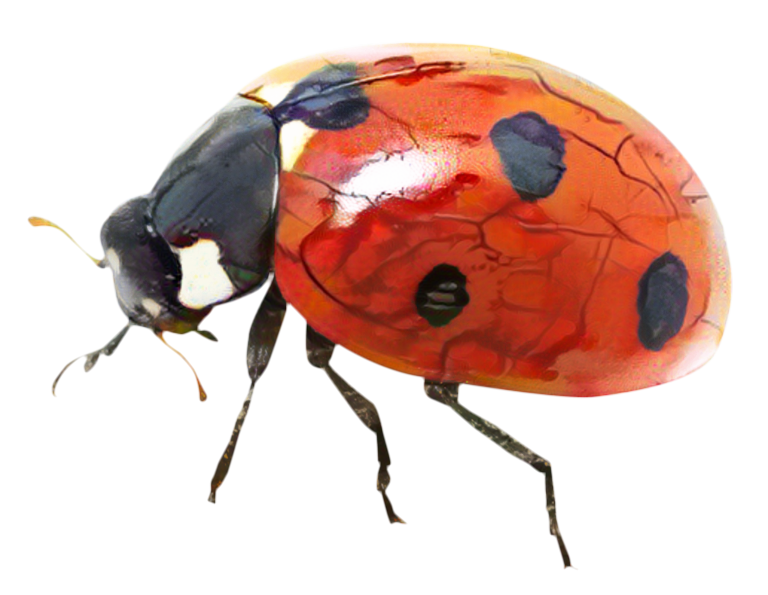 Ladybird Clipart Clipart