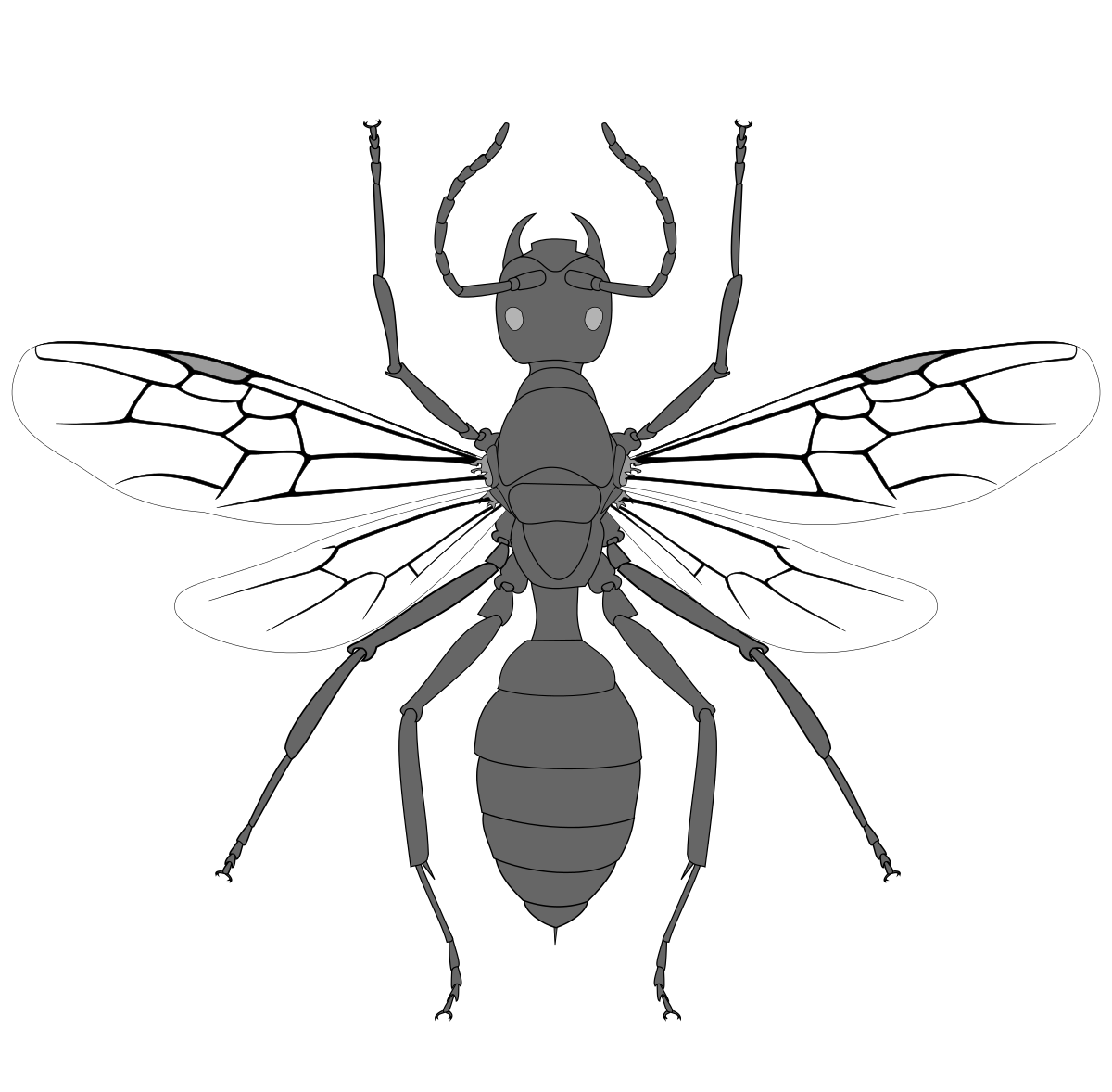 Ant Cartoon Clipart