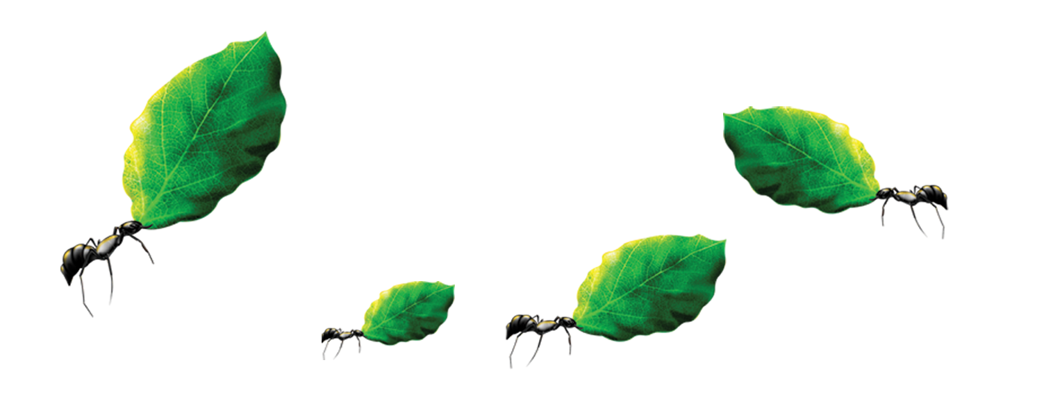 Ant Cartoon Clipart