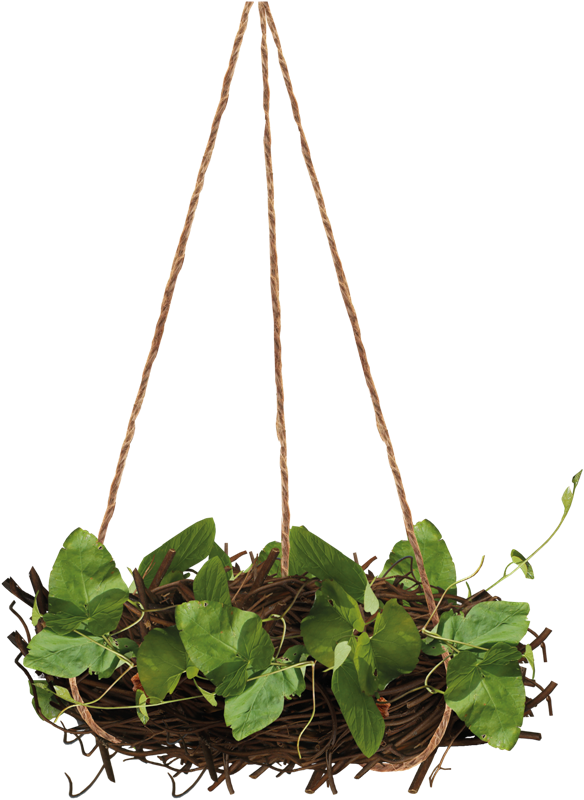 Plant Leaf Clipart