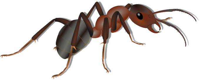 Ant Library Free Download Png Clipart