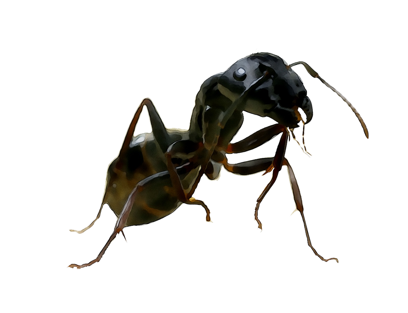 And United Termites Wasp Ants States Of Clipart