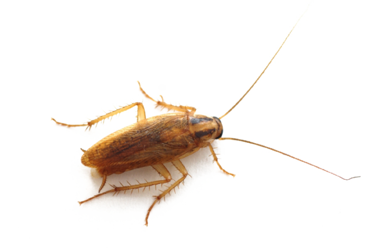 Cockroach Cartoon Clipart