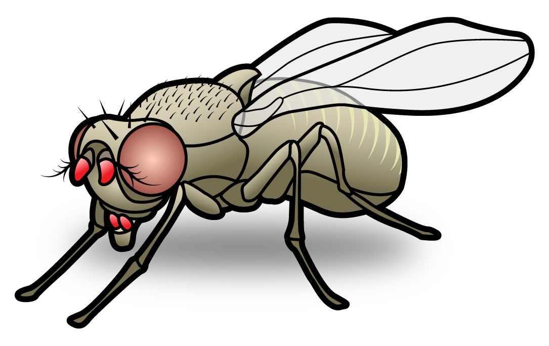 Fly Insect Clipart