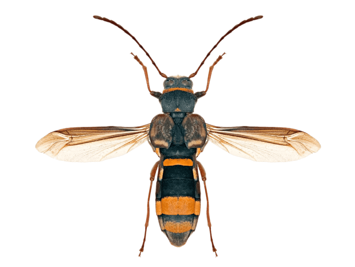 Bee Background Clipart