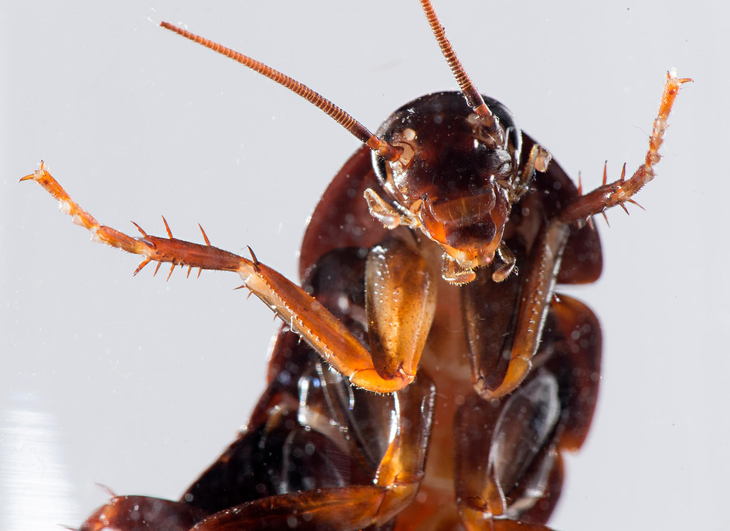 Cockroach Cartoon Clipart