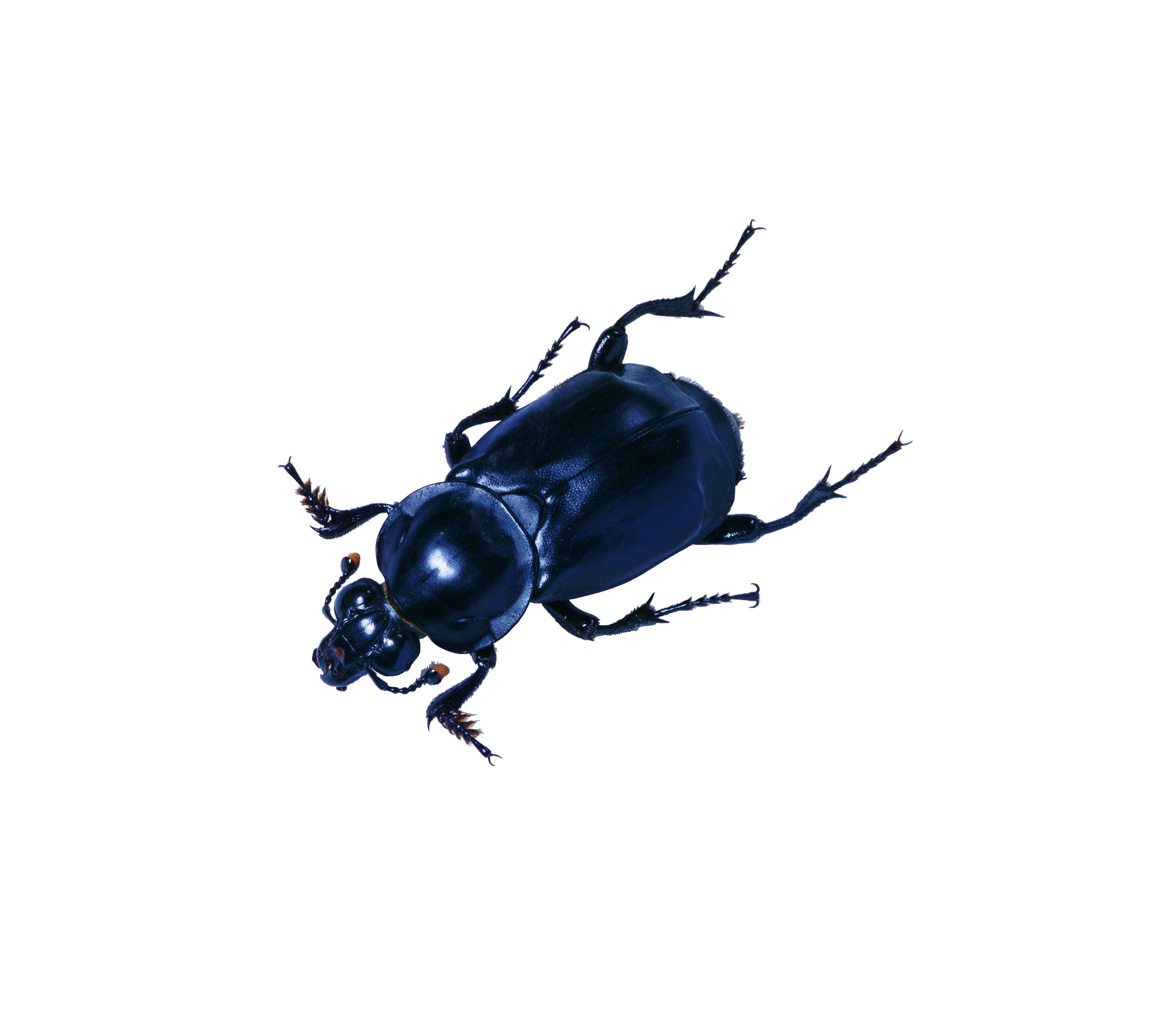 Ladybird Clipart Clipart