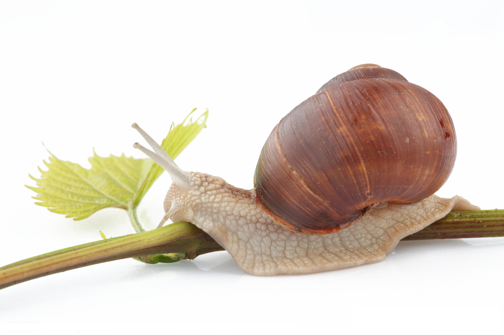 Snail Cartoon Clipart