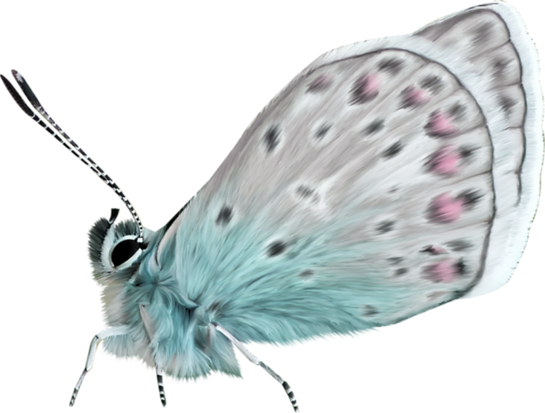 World Wide Web Clipart