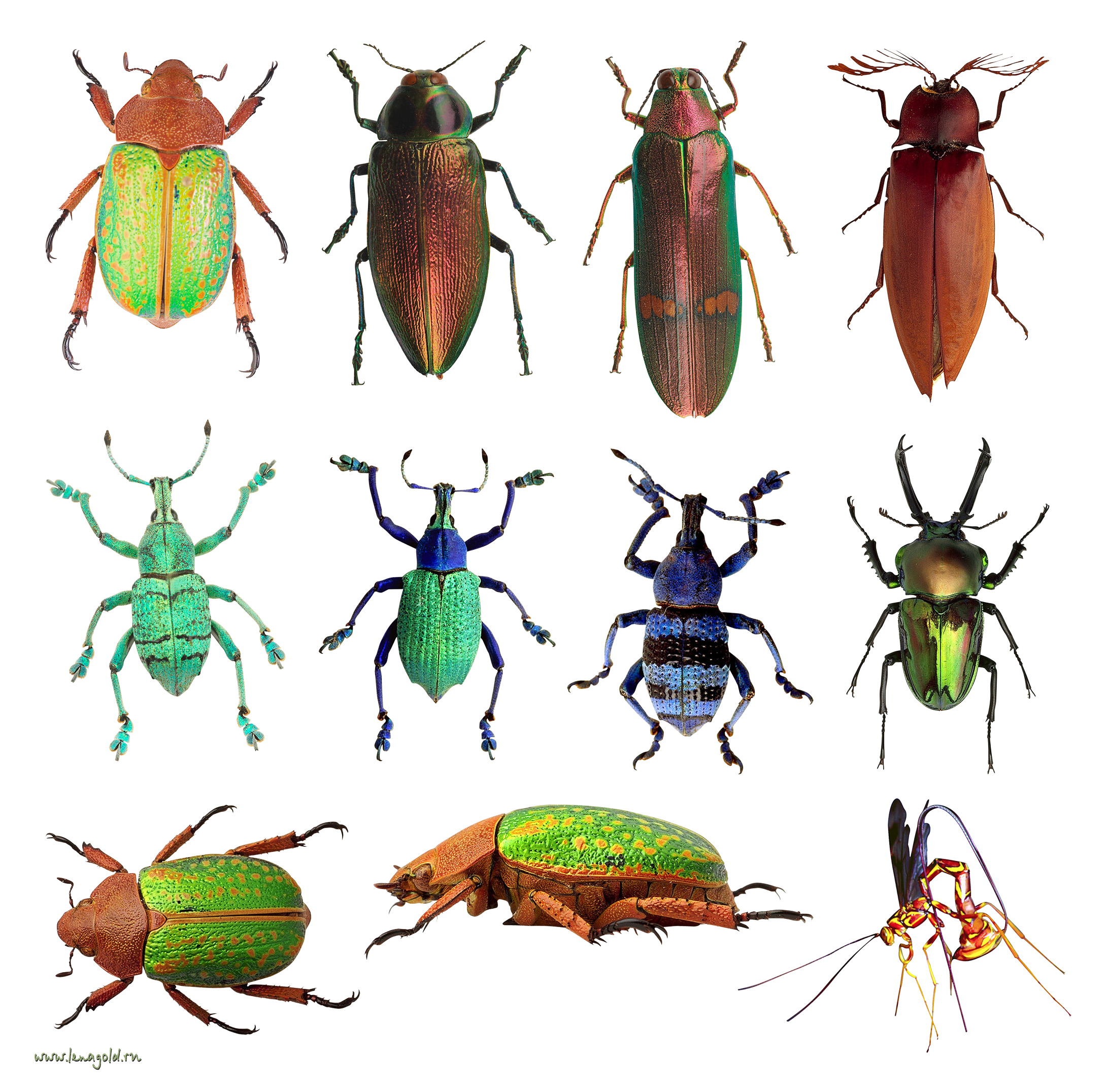 Beetle Weevil Clipart