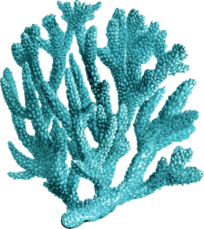 Coral Reef Background Clipart