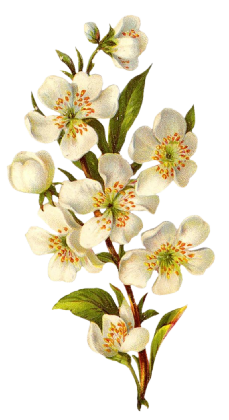 Lily Flower Cartoon Clipart