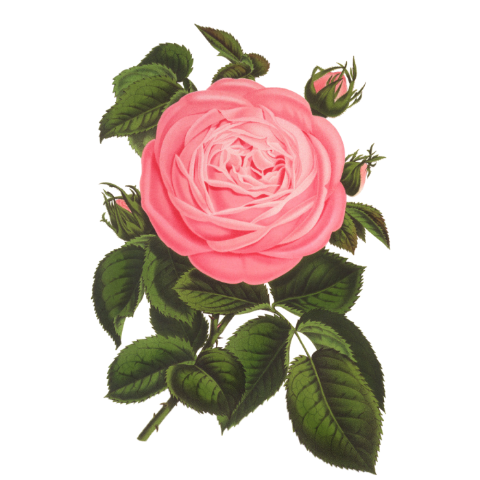 Floral Flower Background Clipart
