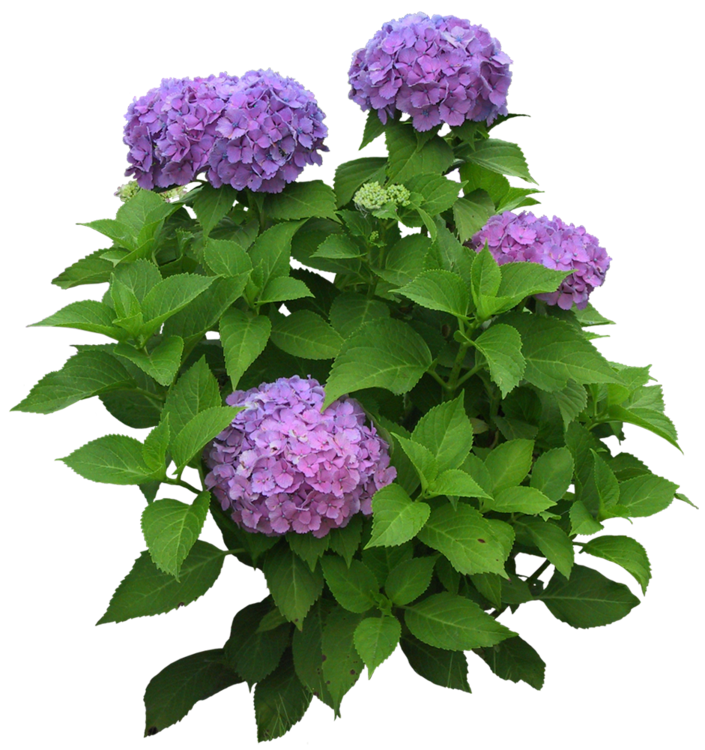 Floral Flower Background Clipart