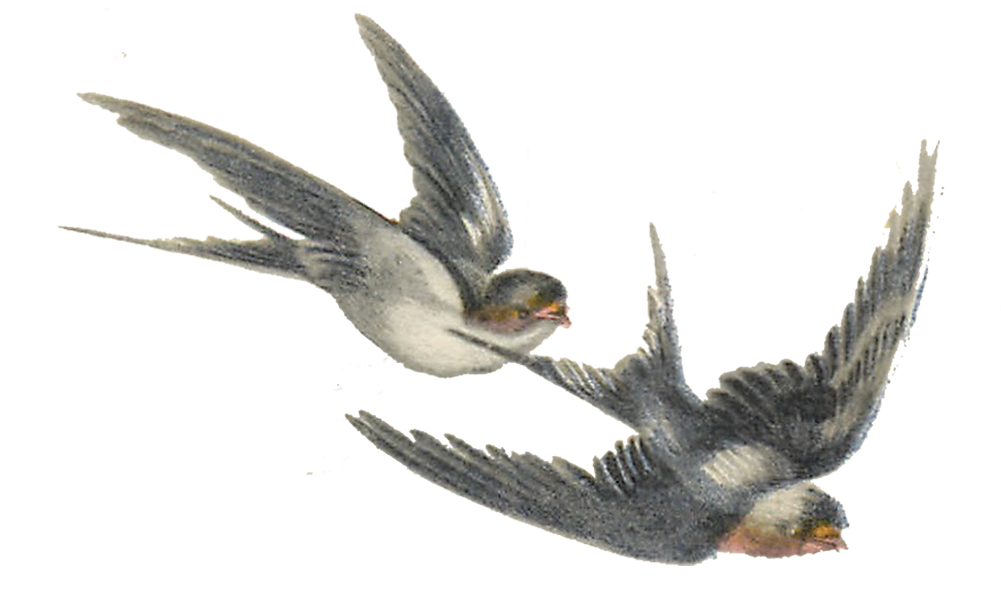 Swallow Bird Clipart