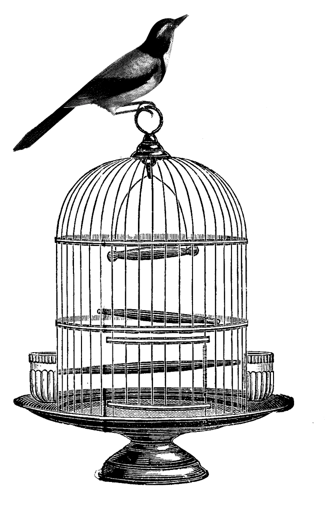 Bird Line Drawing Clipart