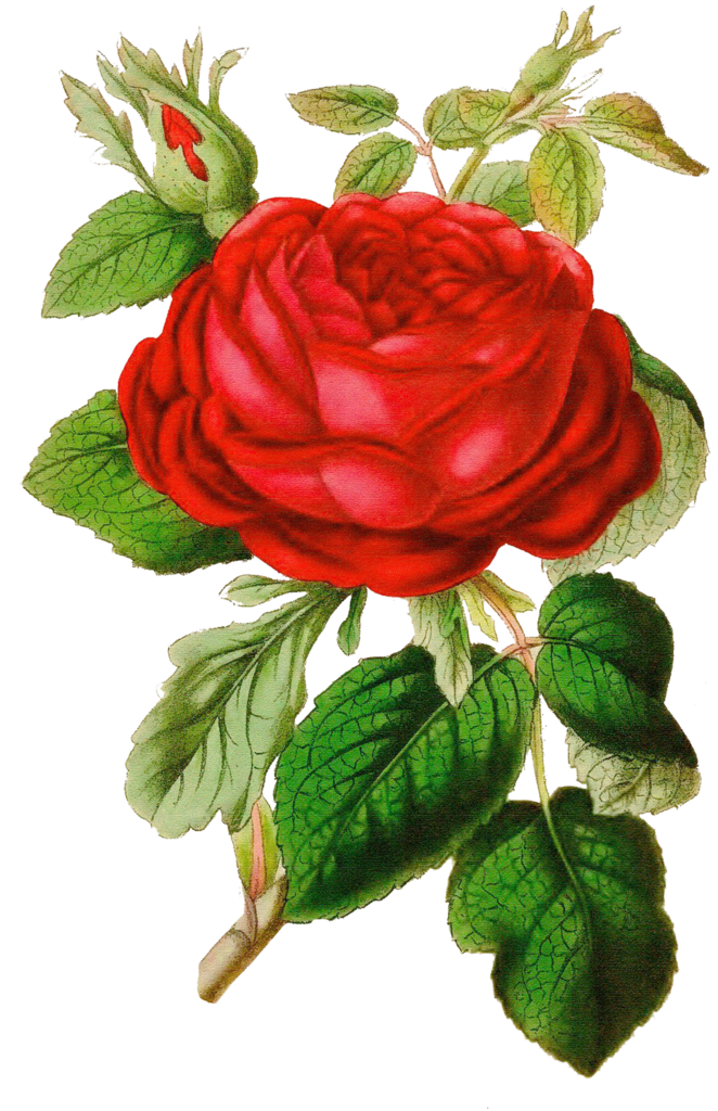 Flowers Clipart Background Clipart