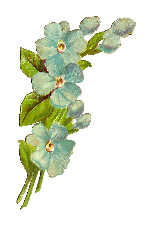 Floral Flower Background Clipart