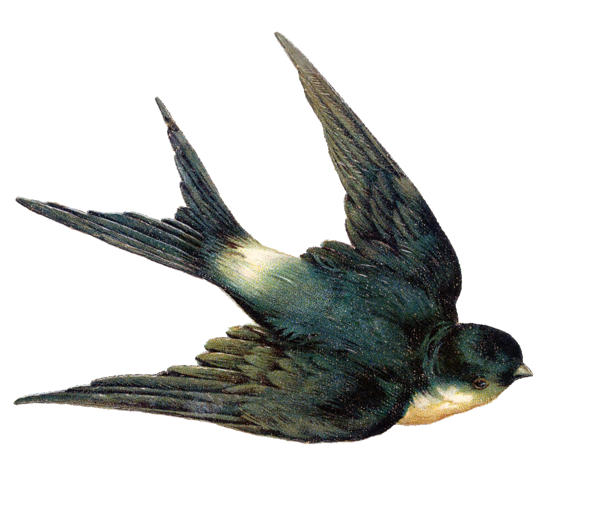 Swallow Bird Clipart