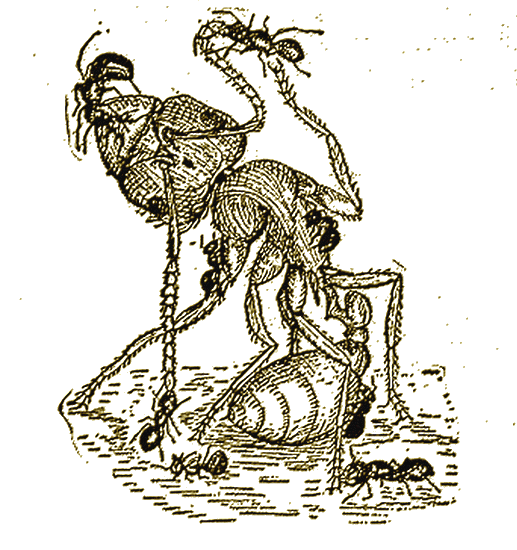 Ant Cartoon Clipart