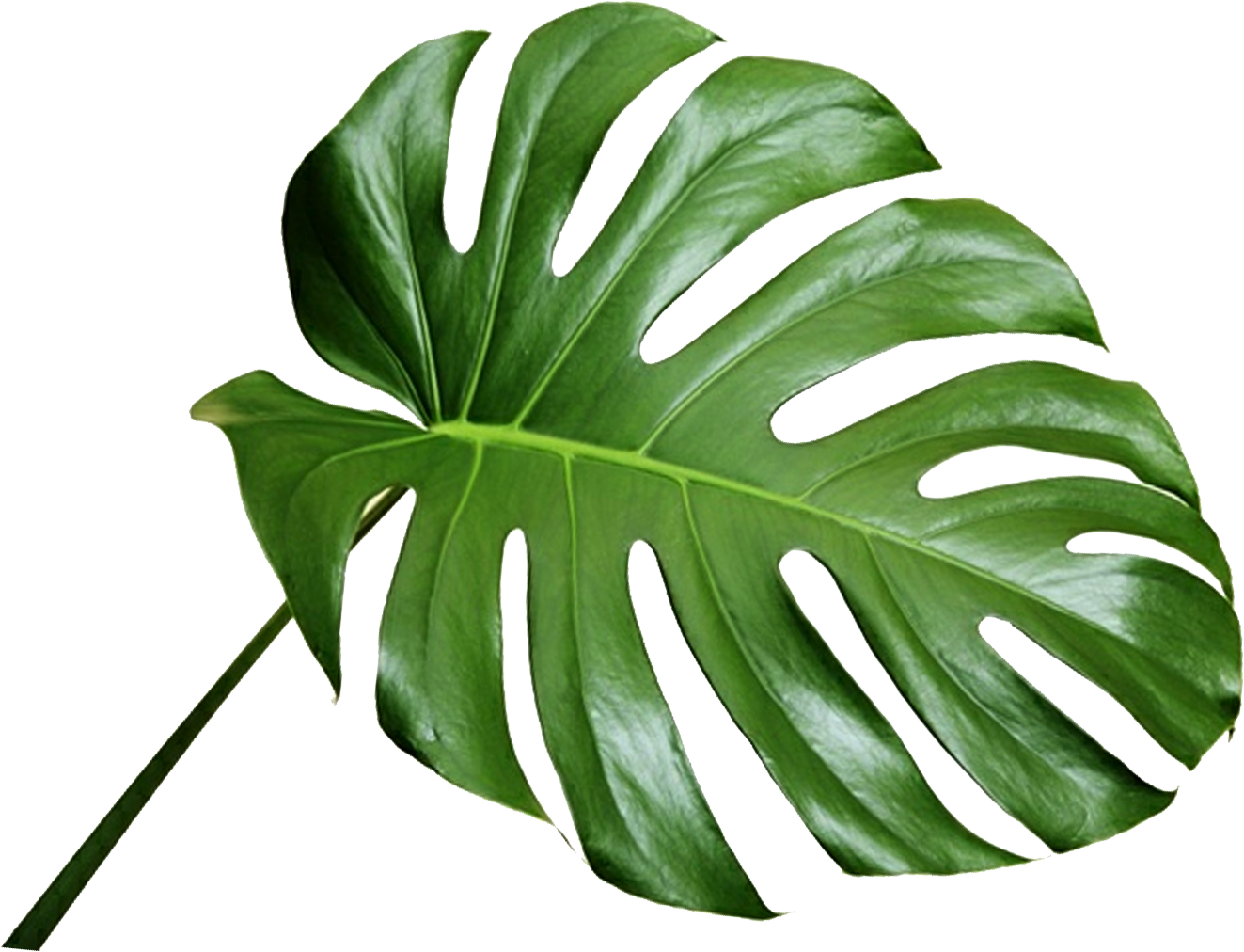 Green Leaf Background Clipart