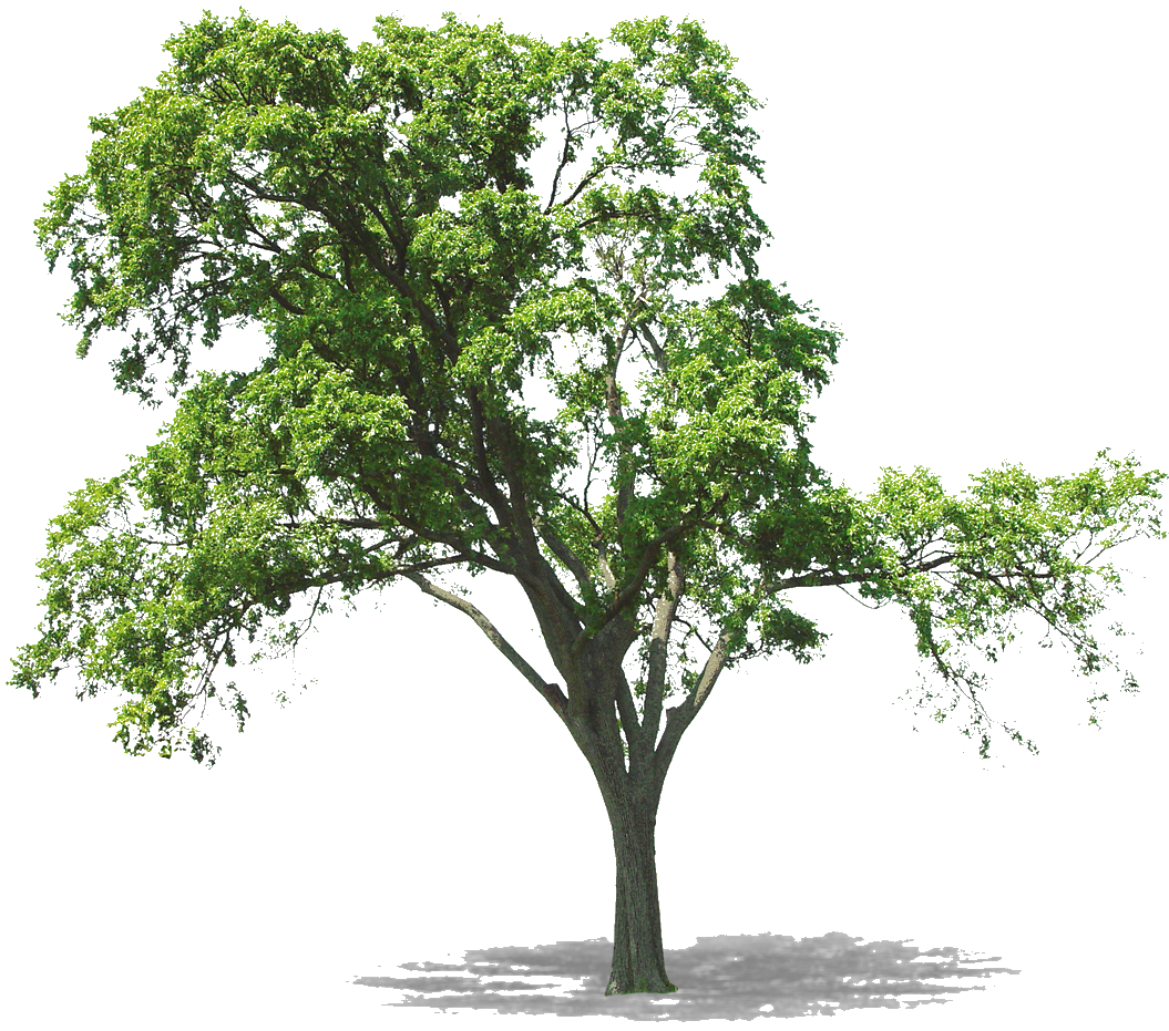 Plan Tree Clipart