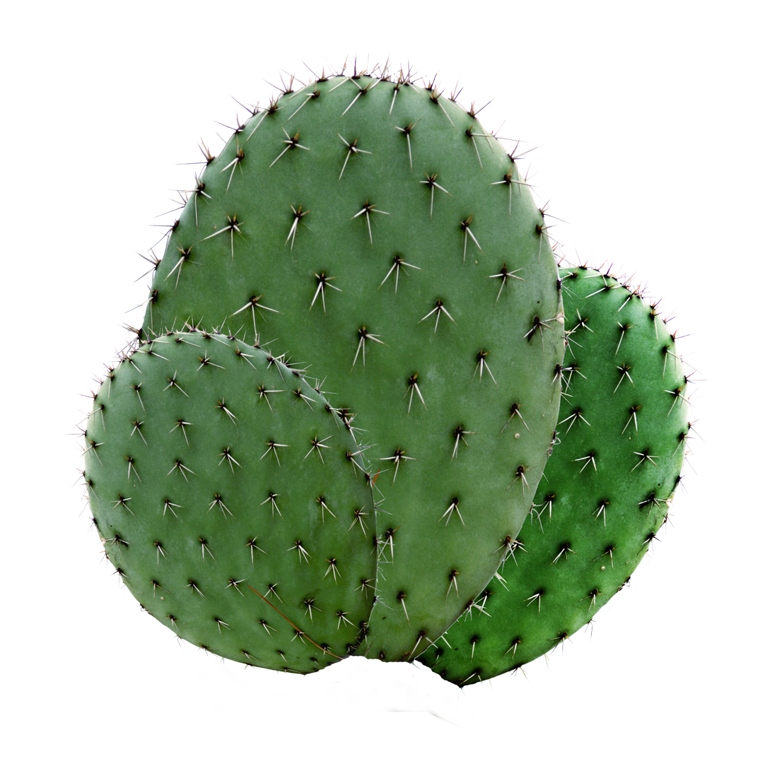 Cactus Cartoon Clipart