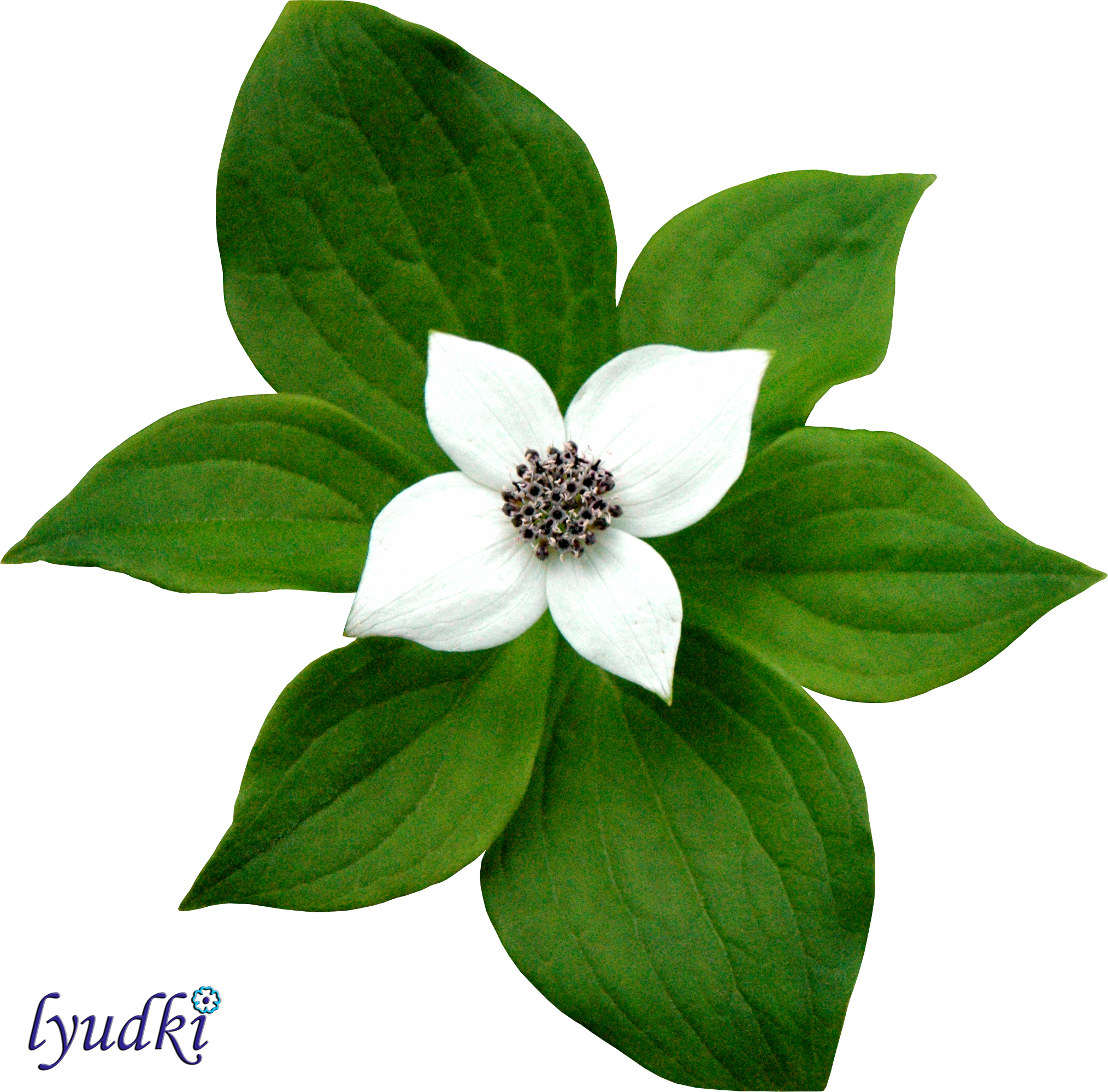 Green Flower Clipart