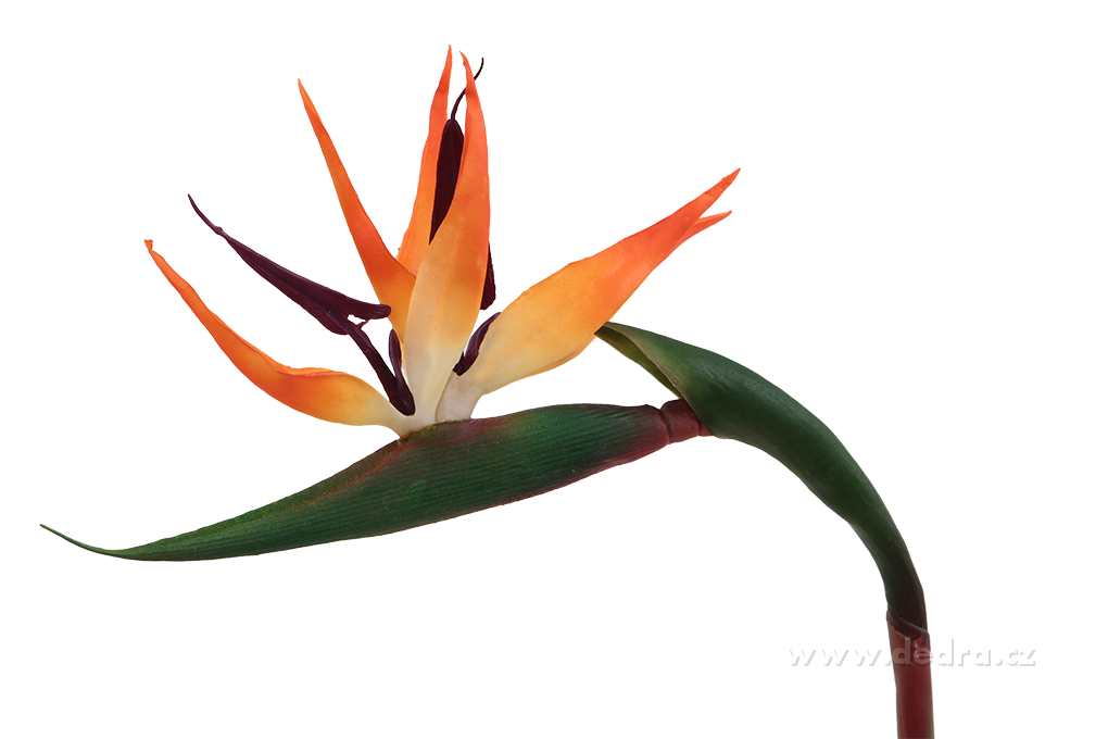 Bird Of Paradise Clipart