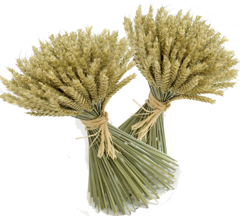 Golden Background Clipart
