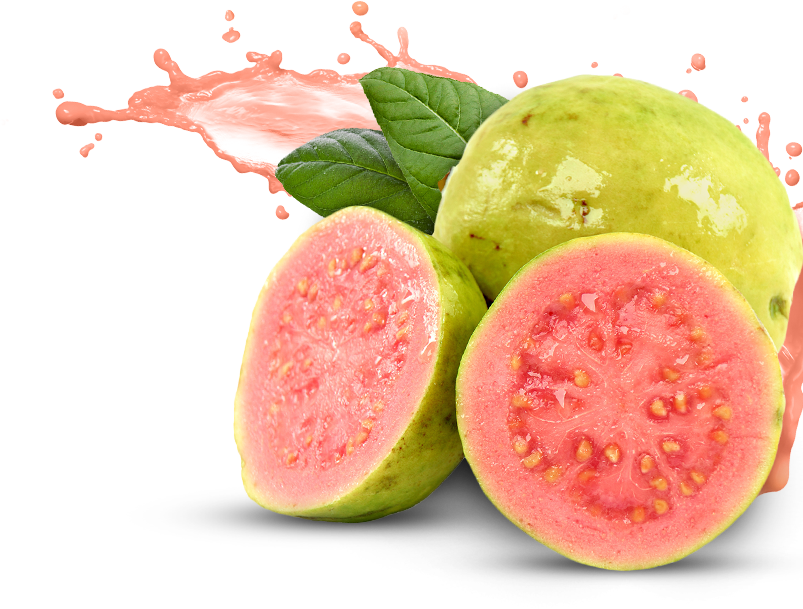 Tropical Tree Clipart