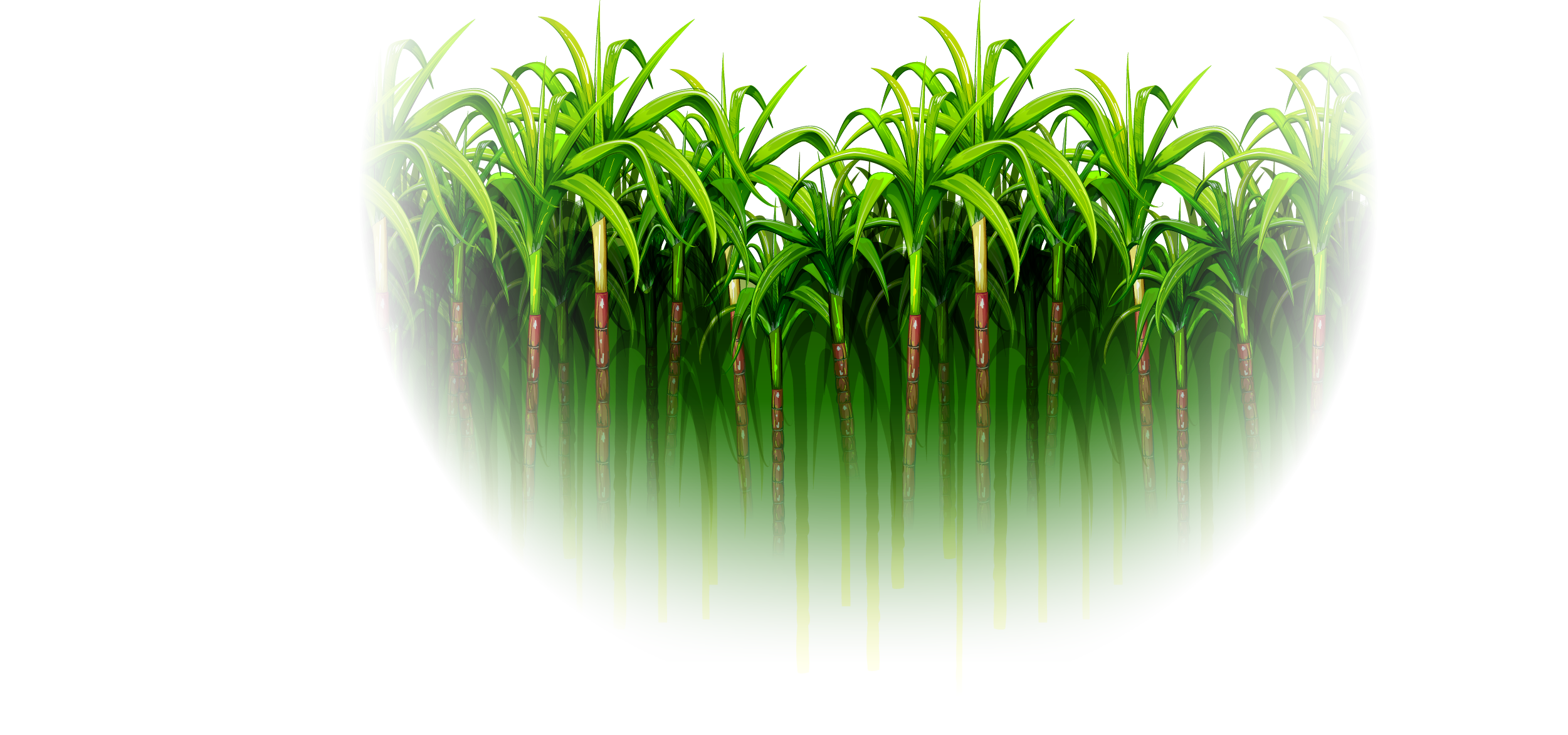 Green Grass Background Clipart