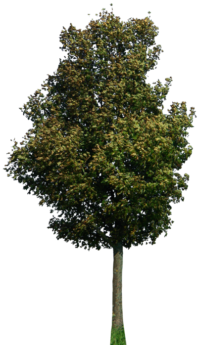 Family Tree Background Clipart