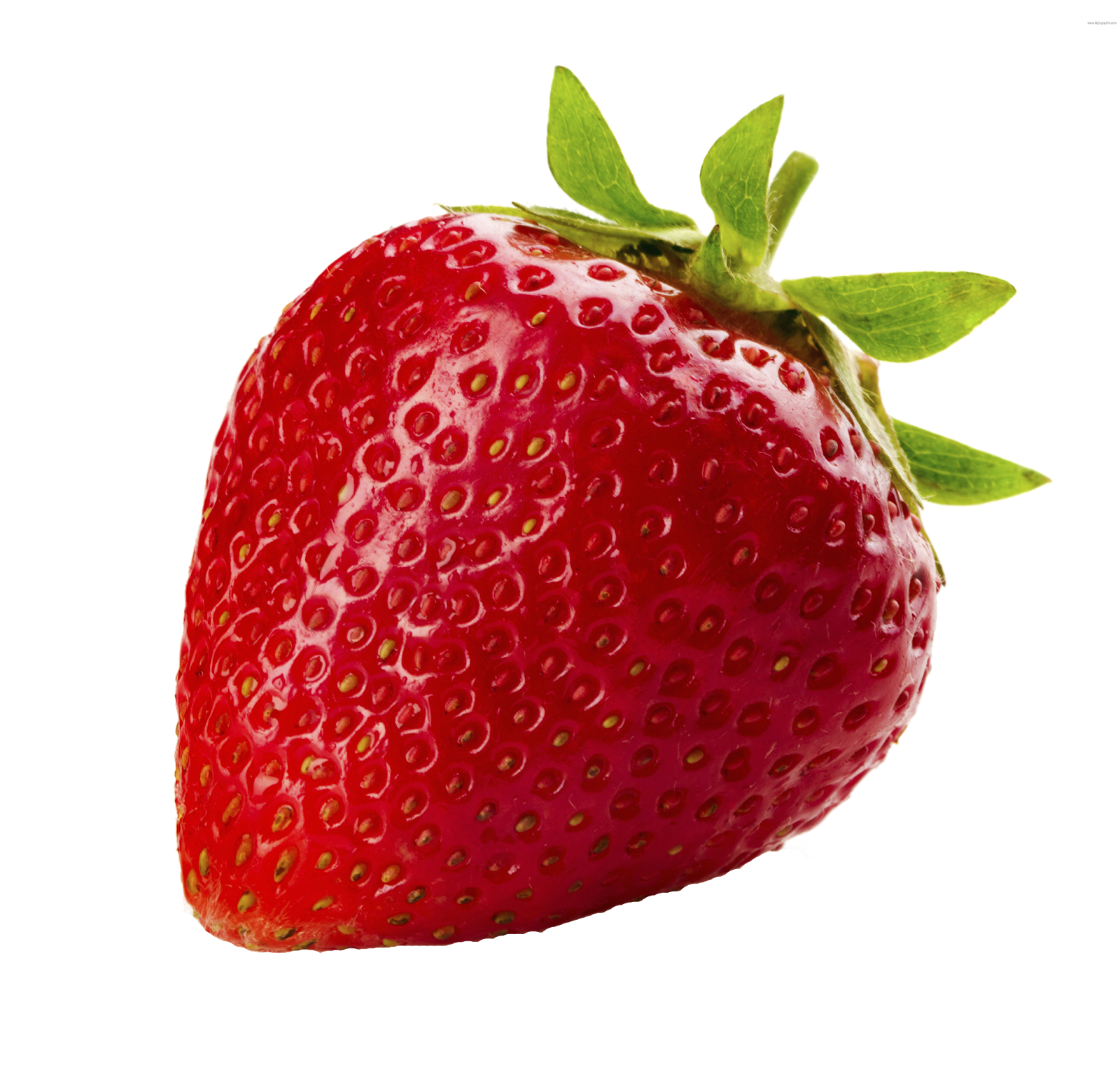 Fruit Tree Clipart
