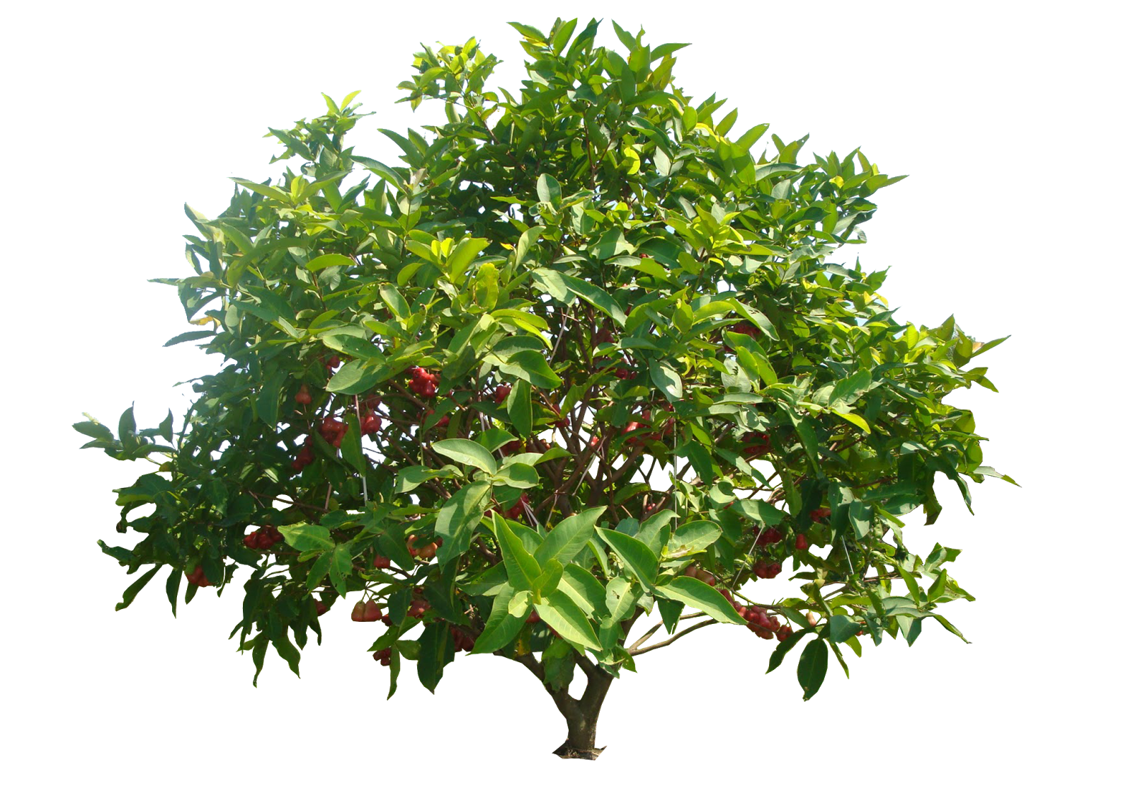 Apple Tree Clipart
