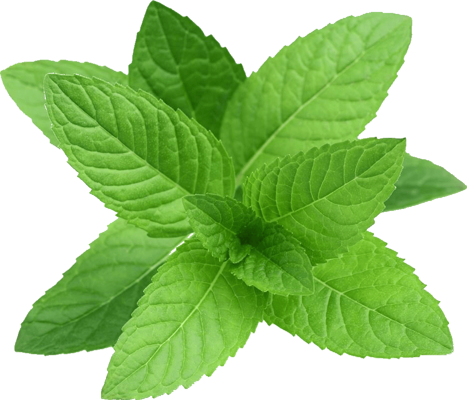 Tea Leaf Clipart