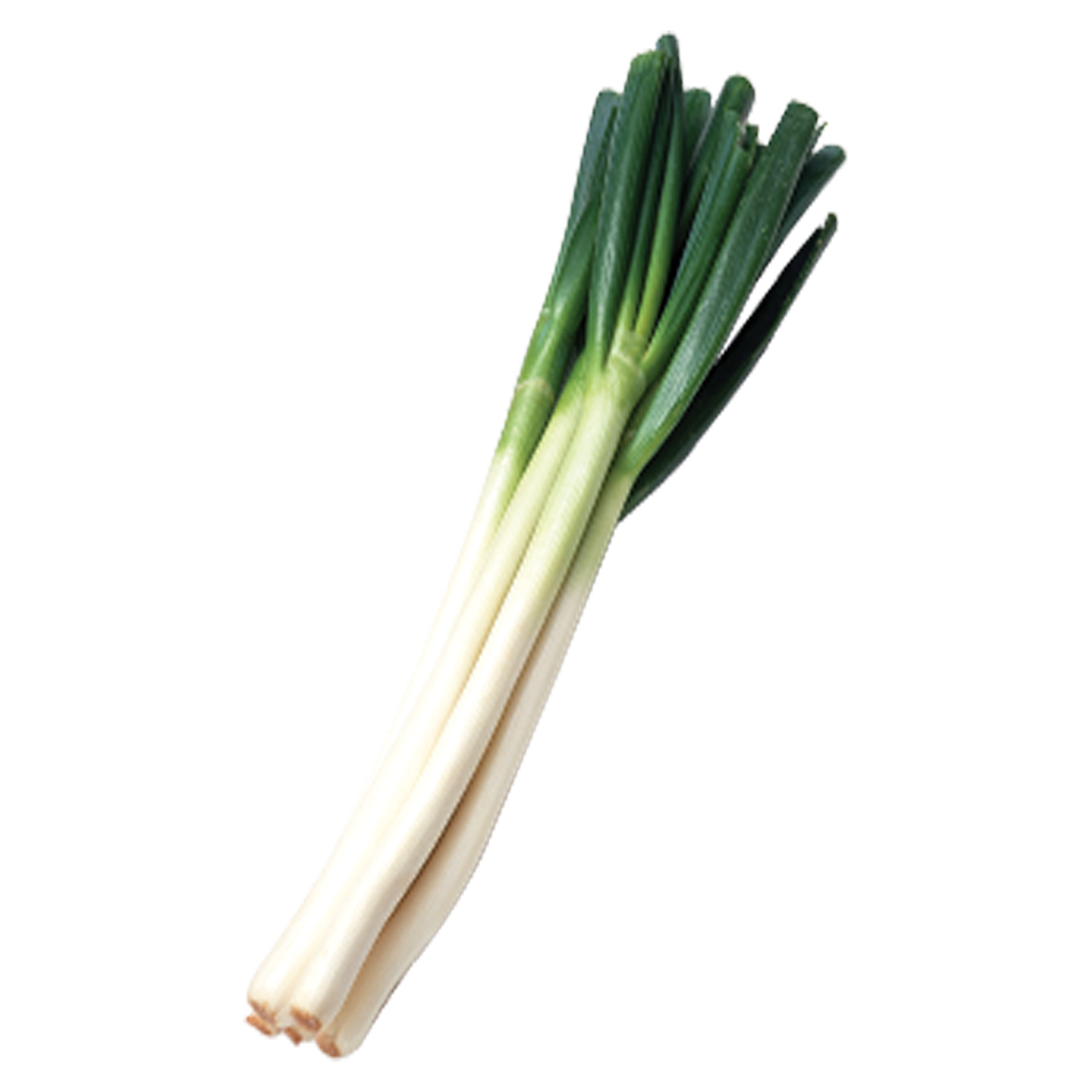 Onion Cartoon Clipart