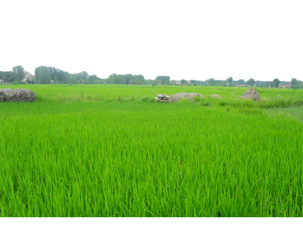Green Grass Background Clipart